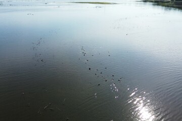 Birds Enjoying Calm Wetland Environment