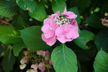 Pink Hydrangea Bloom Amidst Lush Green Leaves in Garden