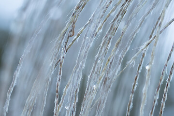 水滴をまとった雨あがりのススキ