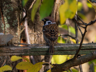 sparrow sitting on a branch
