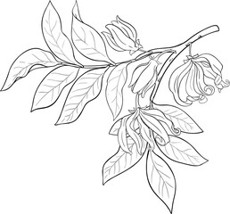 Ylang Ylang Branch with Flowers and Leaves Outline Illustration. Essential oil ingredient for cosmetics, spa, aromatherapy, health care, alternative medicine.