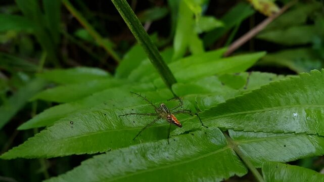 Striped lynx spider on green leaves. 4k footage shot in the jungle. The beauty of small animals in the forest. Family Oxyopidae, Telamonia dimidiata, peucetia viridans, araneomorph