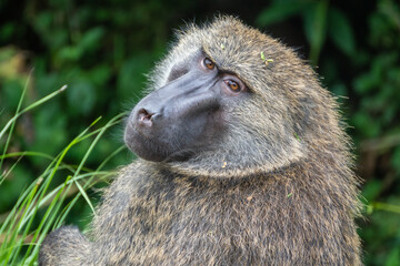 This is a closeup image of a baboon gazing directly at the camera, Rwanda