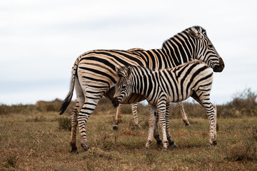 Mom and Baby zebra in the wild