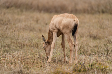 Baby Red Hartebeest in the savannah