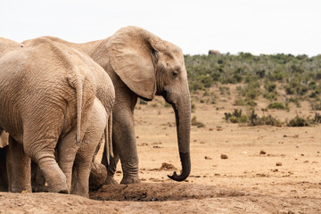 Fototapeta premium mature elephant, elephant, wildlife, cute, young animal, nature, safari, african wildlife, adorable, pachyderm, conservation, big ears, trunk, africa, animal, innocence, playful, mammal, family, wilde