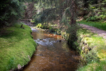 Fototapeta premium Forest trails in the Jizera Mountains, Czechia, lead through lush woodlands and scenic, tranquil nature.