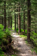 Forest trails in the Jizera Mountains, Czechia, lead through lush woodlands and scenic, tranquil nature.
