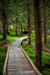 Forest trails in the Jizera Mountains, Czechia, lead through lush woodlands and scenic, tranquil nature.