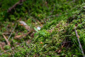 Green moss blankets the forest floor in the Jizera Mountains, Czechia, creating a lush, serene woodland scene.