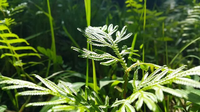 Aesthetic footage of Selaginella interspersed with morning sunlight. 4k footage. Perfect for a documentary about the beauty of the tropical rainforest.