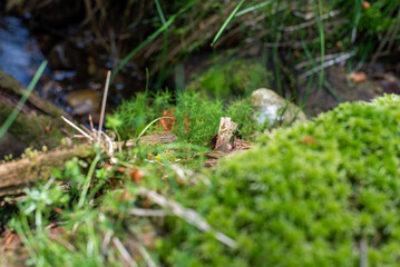 Green moss blankets the forest floor in the Jizera Mountains, Czechia, creating a lush, serene woodland scene.