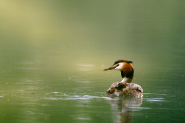Great crested grebe on the green mirror of the pond
Grébe huppé sur le miroir vert de l'étang