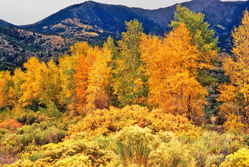 Fototapeta premium Autumn