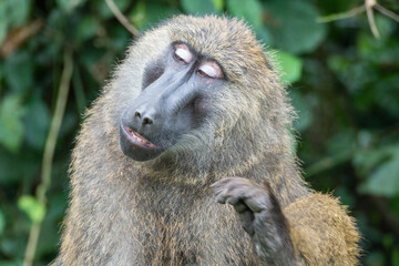 This is a closeup image of a baboon gazing directly at the camera, Rwanda