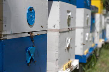 A row of beehives is situated in a field on a honey farm