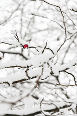 berries in snow