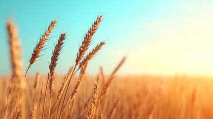 Fototapeta premium Golden Grass Swaying in the Gentle Breeze