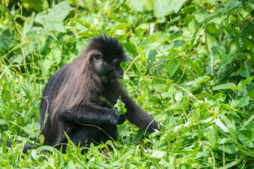 A black Spider Monkey is comfortably sitting in the grass while eating leaves
