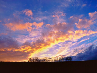 カラ松並木と夕焼け（美瑛町）