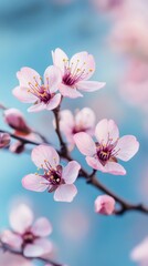 Obraz premium Blue Blurred Background with Cherry Blossoms and Bokeh Effect.