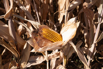 Close-up on dry ripe corn. The wind shakes the field. Rows with dried corn plants and overripe cobs. Close-up Dried corn cobs in corn field. Agriculture corn industry photo. Macro view of a dry corn w
