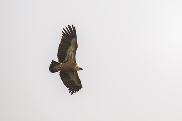 One griffon vulture flying in front of grey sky