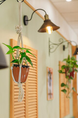 Domestic potted plants aestethic, indoors gardening