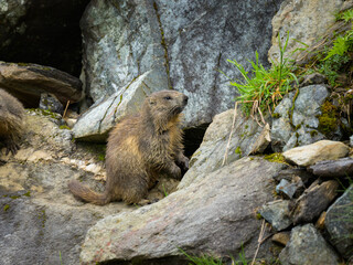An alpine marmot sitting on a rock on a sunny day in summer
