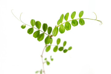 豆の発芽　つるの成長