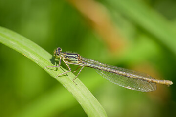 A Blue Featherleg damselfly resting on a leaf