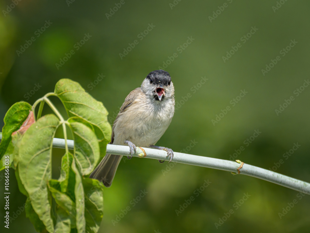 Poster A Marsh Tit sitting on a small branch