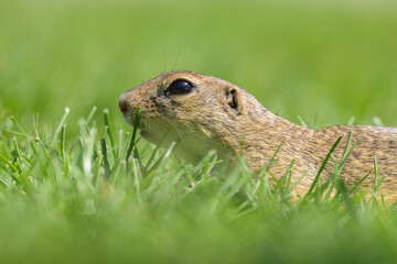 A European ground squirrel in a meadow in spring