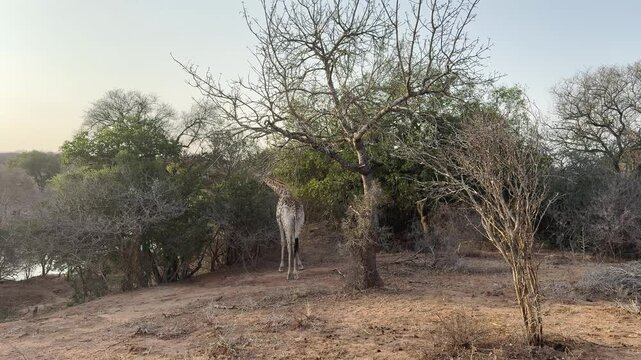 Giraffe im Busch vom Kr&uuml;ger National Park - Kruger Nationalpark S&uuml;dafrika