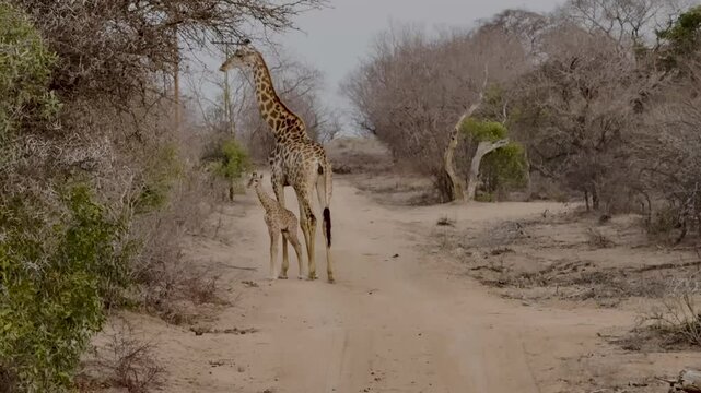 Giraffenkuh mit Jungtier Giraffenkalb 18 Stunden alt im Busch vom Kr&uuml;ger National Park - Kruger Nationalpark S&uuml;dafrika