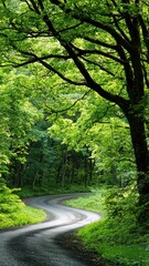 Obraz premium Scenic winding road surrounded by lush greenery and towering trees under bright sunlight.