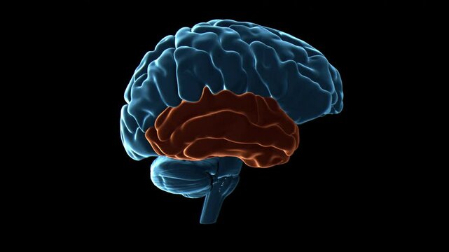Human brain temporal lobes, animation
