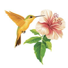 Obraz premium Hummingbird and hibiscus flower. Vector illustration. 