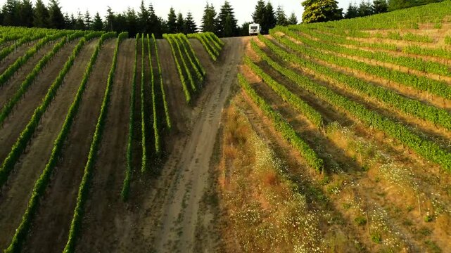USA, OR, McMinnville, Kramer Vineyard, 45512 - Flying along the grape vine rows up to a bus and then over the top of the trees to see the valley.