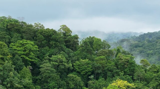 Explore the enchanting misty forests of Corcovado National Park in Costa Rica, a breathtaking sanctuary full of lush greenery and incredible biodiversity