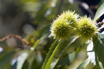 Close up of a tree with green nuts on it. The nuts are clustered together and appear to be ripe.