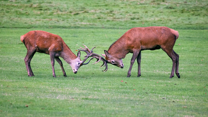 Taken during the rutting season are two male stags fighting. There antlers are locked in combat. The natural background has space for text copy