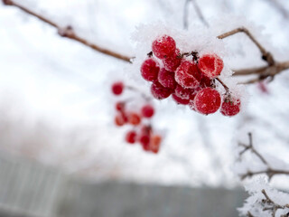 red frozen viburnum berries covered with snow