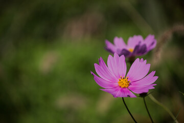 コスモスとコピースペース