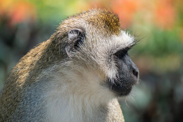 Mandrill, lat. Mandrillus sphinx, Nyungwe Forest National Park, Rwanda