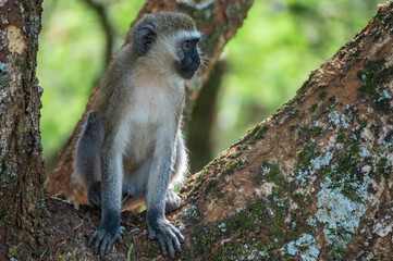 Mandrill, lat. Mandrillus sphinx, Nyungwe Forest National Park, Rwanda