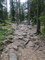 Deeper into the Forest: A Serene Hike through the Evergreen Path