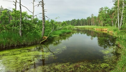 Reflective Swamp in Forest