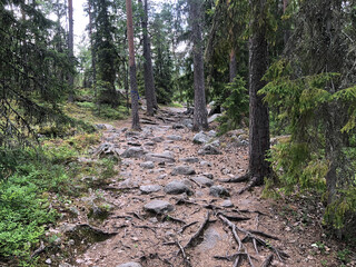 Deeper into the Forest: A Serene Hike through the Evergreen Path