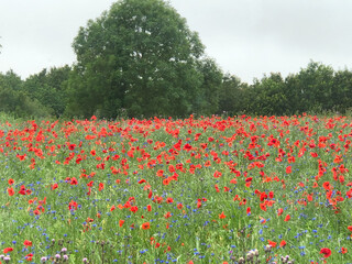 Vibrant Summer Meadow: Field of Bright Poppies and Wildflowers